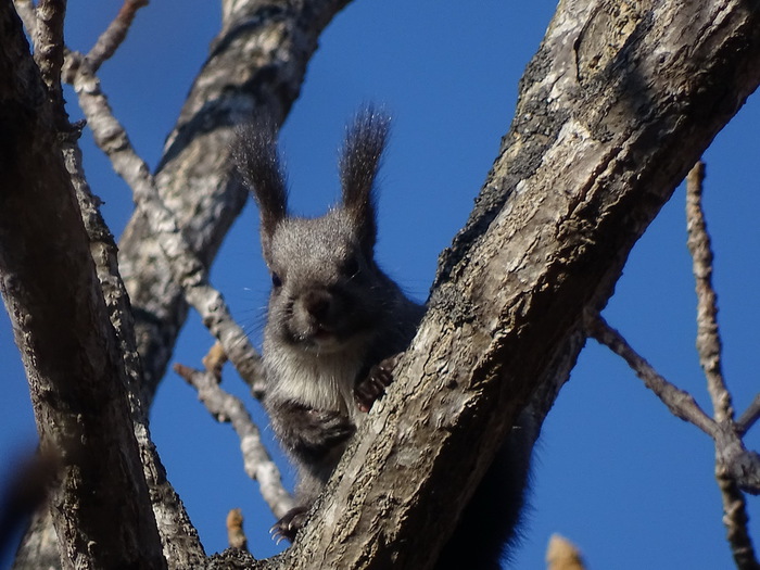 5559494_DSC04041 (700x525, 129Kb)