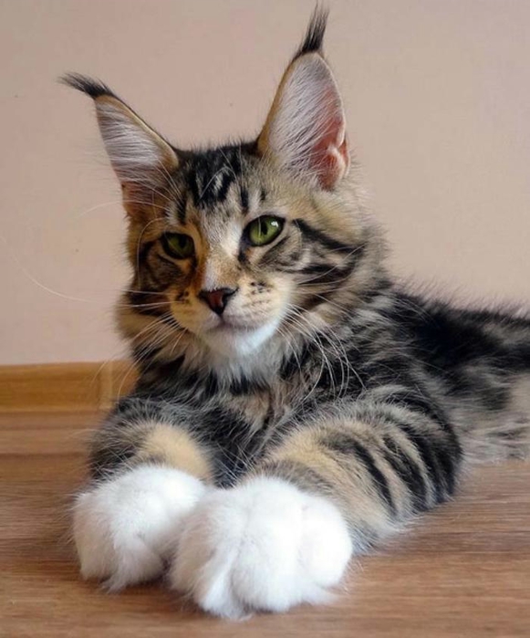 maine-coon-paws-kitten (581x700, 210Kb)