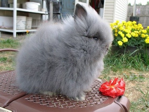 Кроличья шерсть. Декоративный кролик ангорский карликовый. Декоративный кролик пушистый. Кролик декоративный длинношерстный. Шерсть кролика.