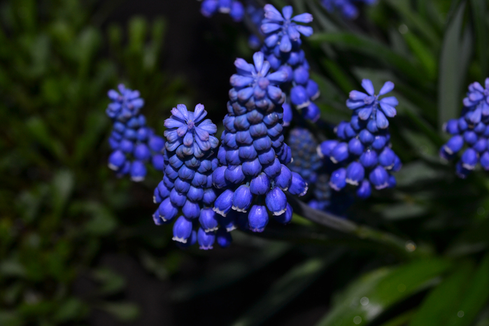 Синие цветы (700x466, 311Kb)