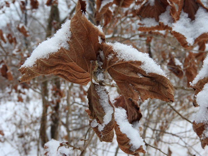 5559494_DSCN1624 (700x525, 285Kb)