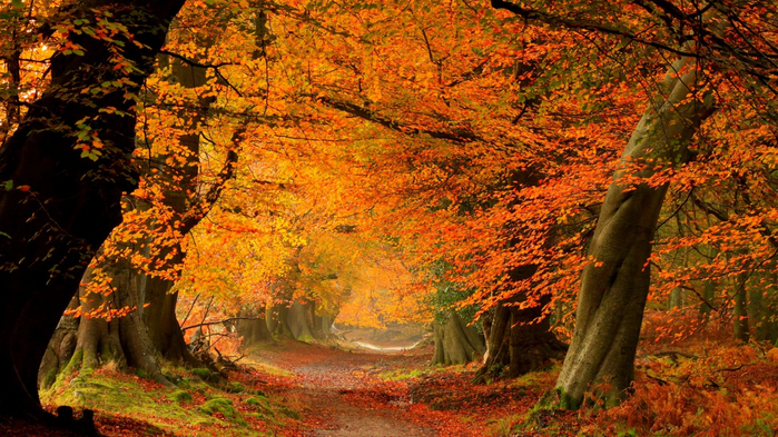 nature_trees_осень_forest_fall (700x393, 529Kb)