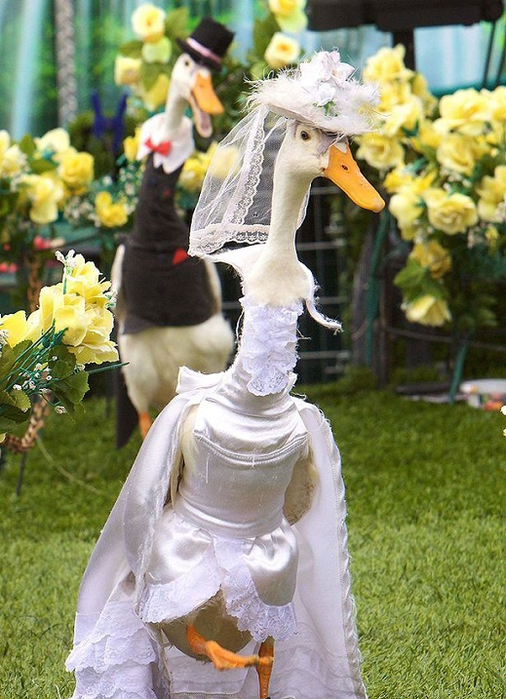 5-Утка в свадебном наряде на австралийском показе мод (506x700, 430Kb)