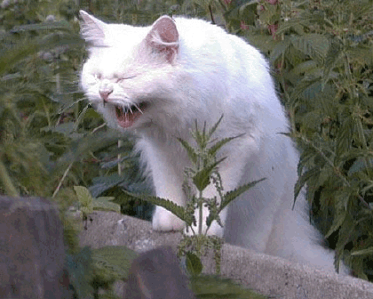 ,   (420x336, 412Kb)