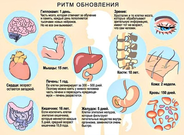 content_obnovlenie_kletok_organizma_1 (700x515, 369Kb)