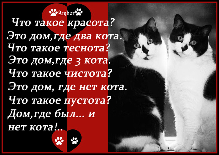 Стихи два кота. Два кота стих. Что такое красота стих про кота. Что такое красота это дом где два кота. Это дом где два кота.