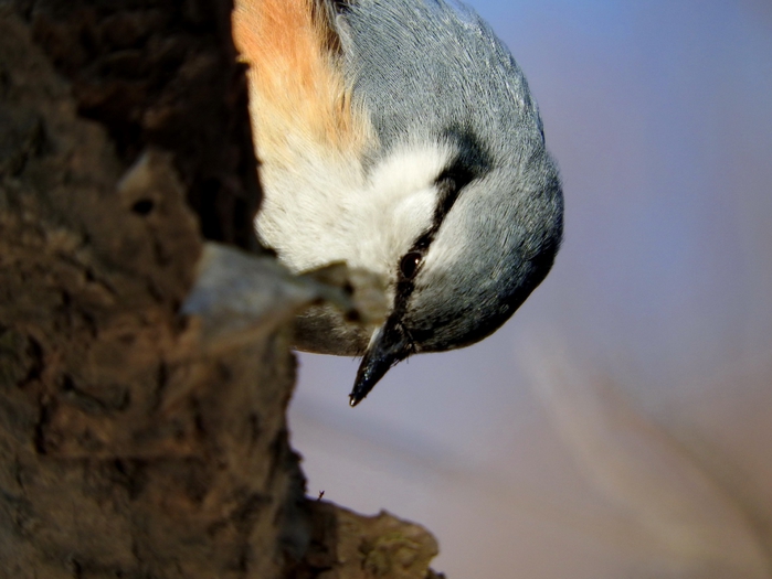 5559494_DSCN1950 (700x525, 207Kb)