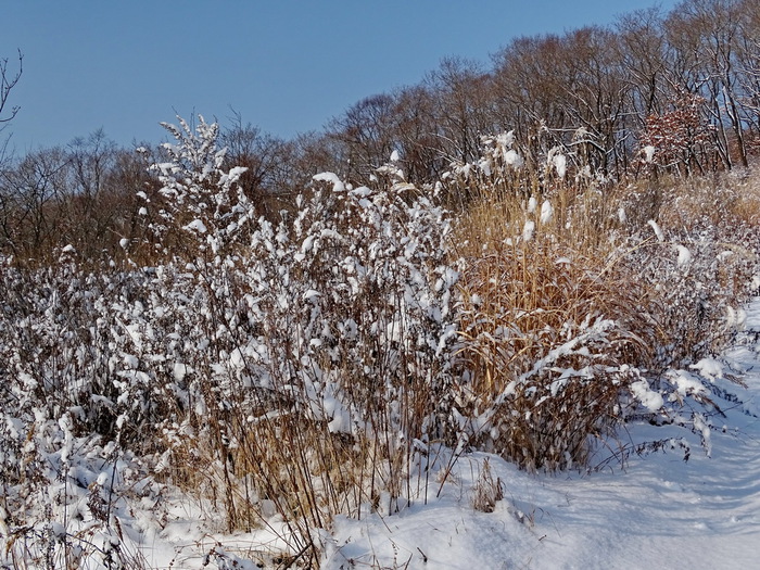 5559494_DSC04143 (700x525, 214Kb)