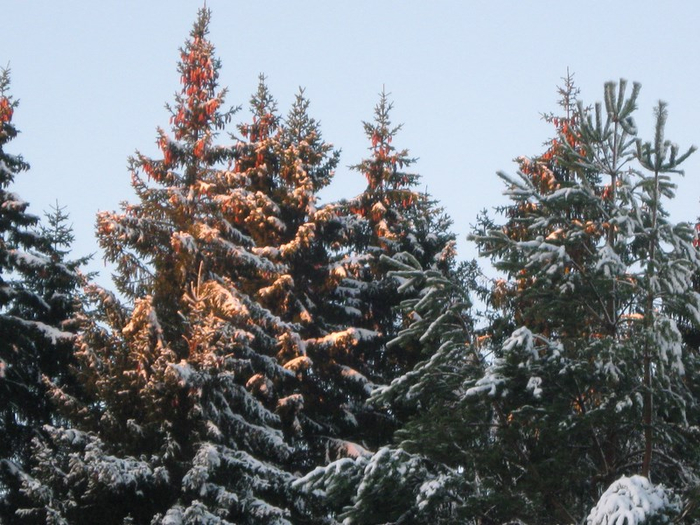 z30 042 (700x525, 409Kb)