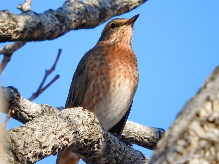 5559494_DSCN2180 (700x525, 273Kb)