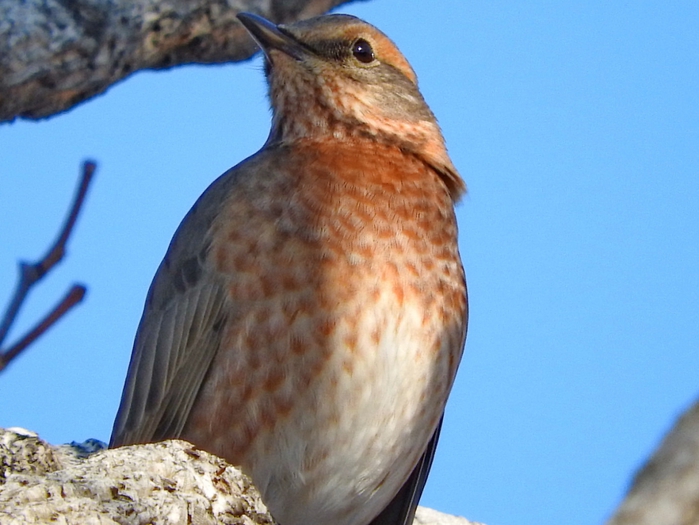 5559494_DSCN2184 (700x525, 236Kb)