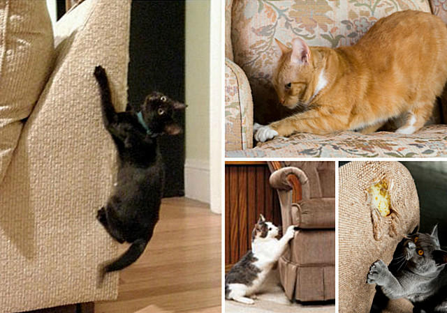 Средство чтобы кошка не царапала мебель и обои