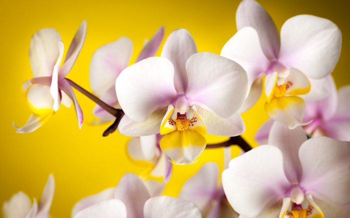 Orchids_03 (700x437, 233Kb)