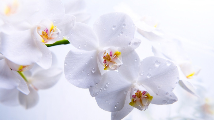 Orchids_06 (700x393, 157Kb)