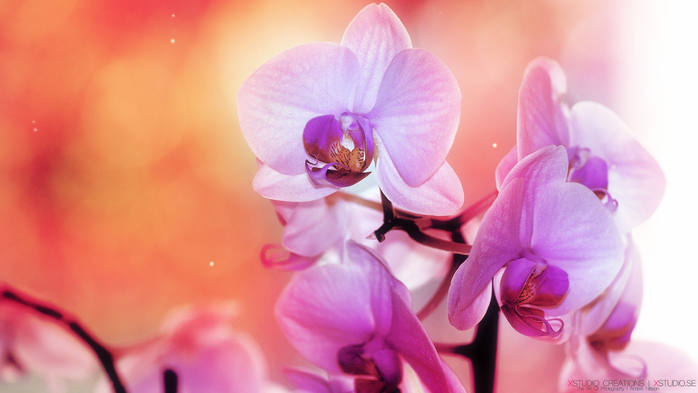 Orchids_02 (700x393, 246Kb)