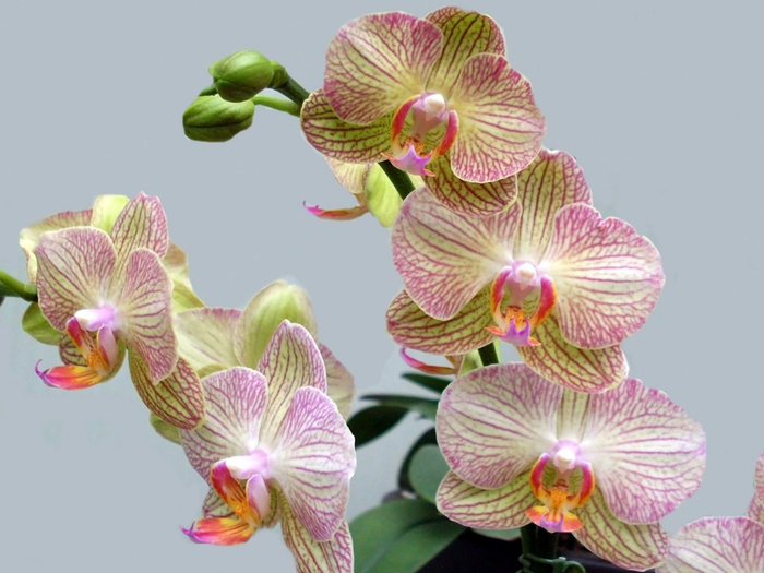 Orchids_13 (700x525, 296Kb)