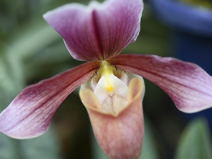 orchid-80-10 (700x525, 238Kb)