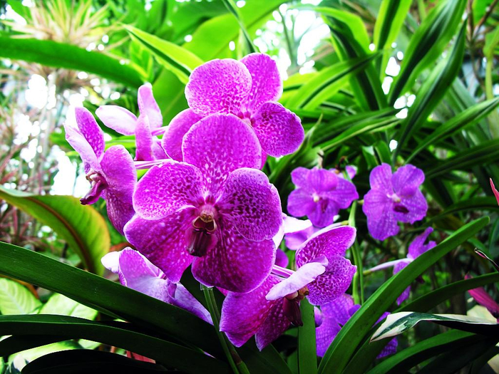 flowers-pictures-orchid-564-2 (700x525, 508Kb)