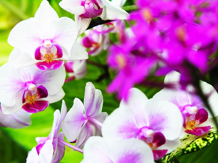 flowers-pictures-orchid-564-12 (700x525, 376Kb)