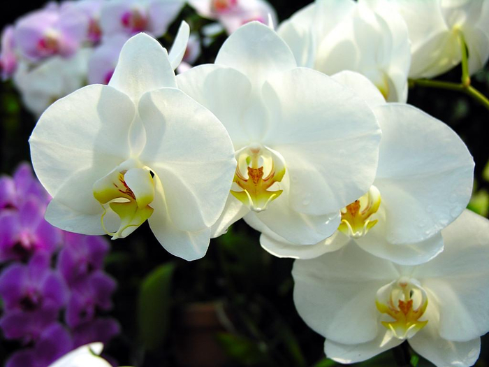 flowers-pictures-orchid-564-24 (700x525, 276Kb)
