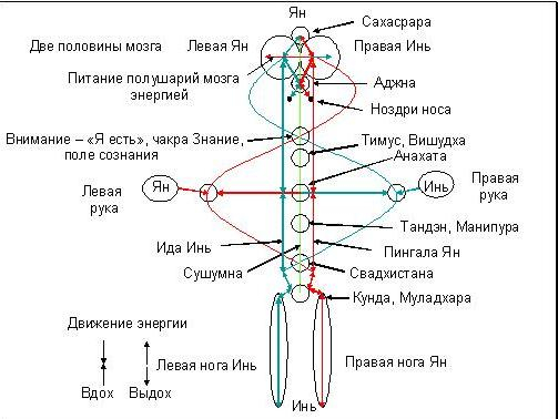 Правая и левая энергия. Энергетические потоки в теле схема. Чакры движение потоков энергии. Движение энергии в теле человека схема. Вращение чакр направление.