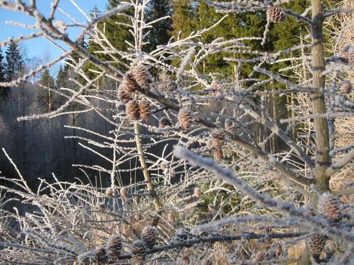 f winter 026 (700x525, 543Kb)