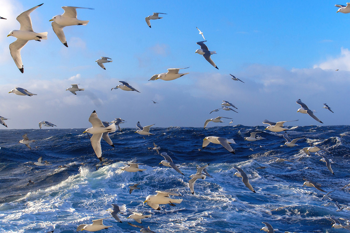 Wavy-Sea-And-Seagulls-2880x1920 (700x466, 286Kb)