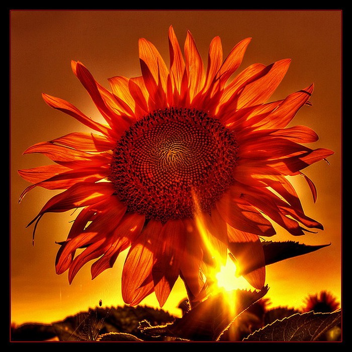 0_c5f45_a67fc325_XL (700x700, 147Kb)