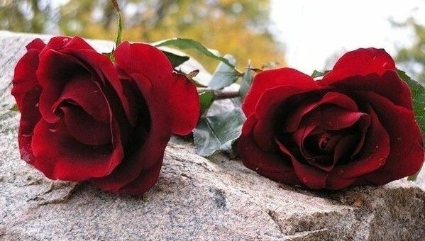 http://img1.liveinternet.ru/images/attach/c/9/129/160/129160433_XZUsmFTLHDc.jpg