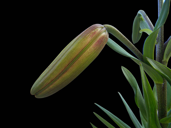 lily-flower-bud (700x525, 190Kb)