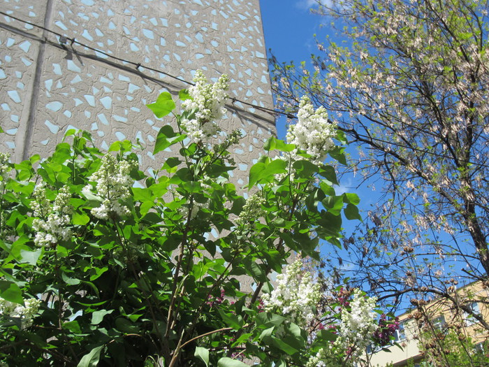 IMG_0803 (700x525, 208Kb)