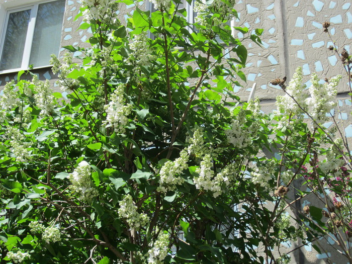 IMG_0807 (700x525, 207Kb)