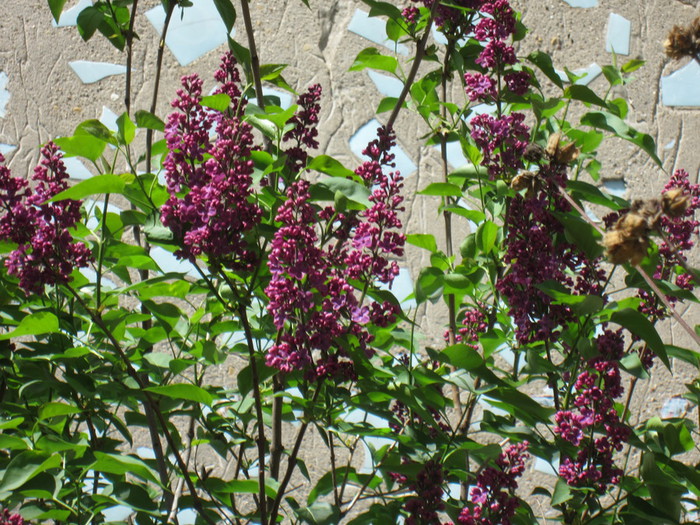 IMG_0805 (700x525, 187Kb)