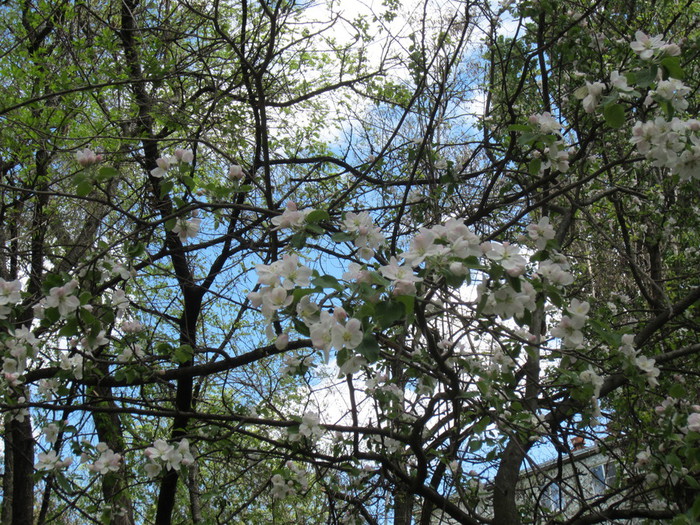 IMG_0823 (700x525, 217Kb)