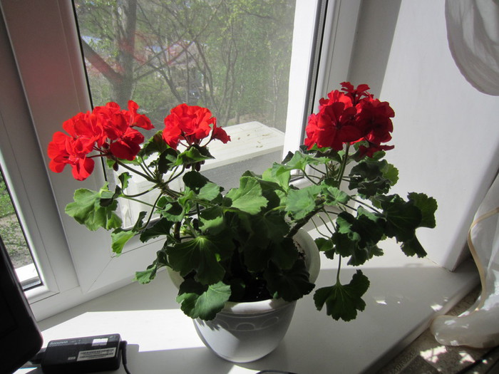 IMG_0842 (700x525, 98Kb)