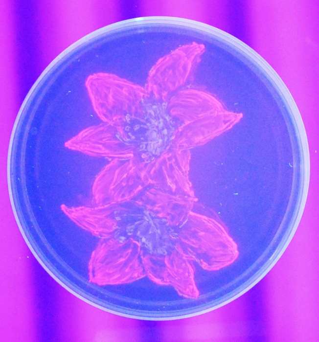 11831712_10154367495275200_2857019314956611399_n (652x700, 466Kb)