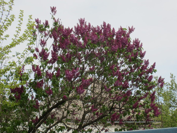 IMG_0911 (700x525, 161Kb)