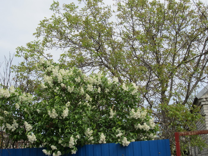 IMG_0896 (700x525, 200Kb)