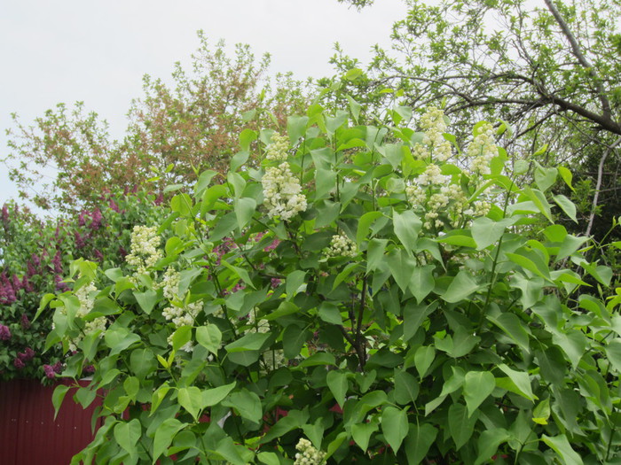 IMG_0944 (700x525, 158Kb)