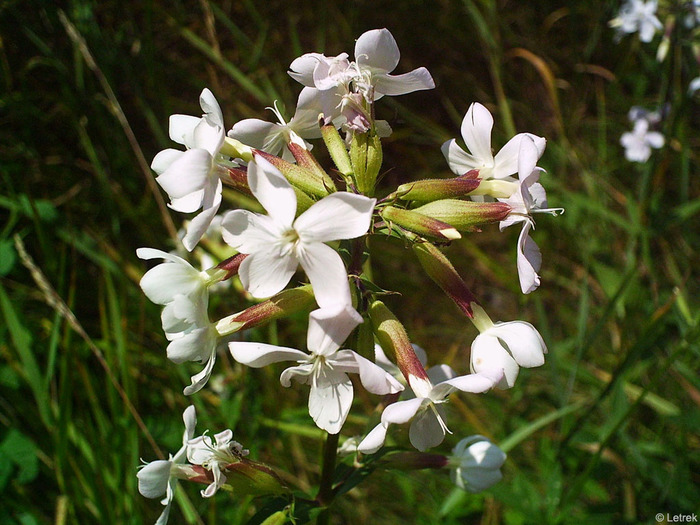 Saponaria_officinalis (700x525, 150Kb)