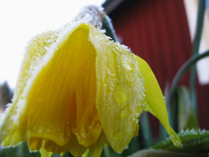 pp spring 006 (700x525, 280Kb)