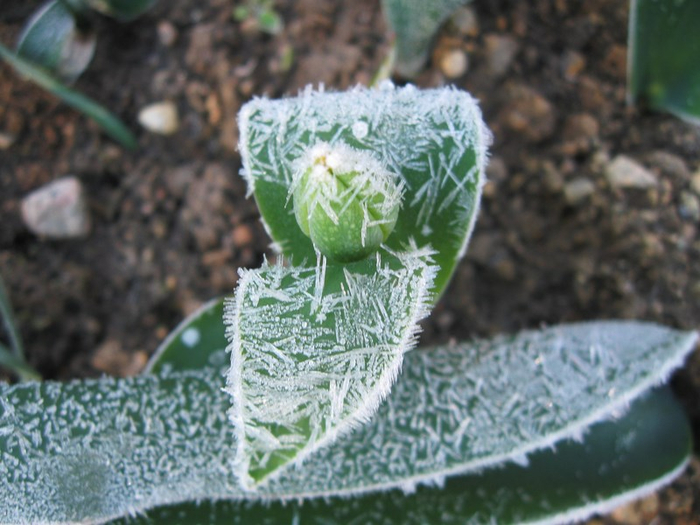 pp spring 011 (700x525, 356Kb)