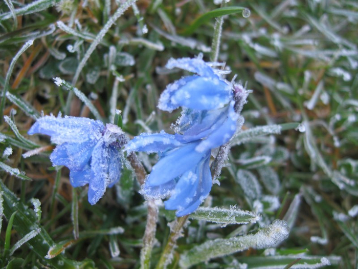 pp spring 023 (700x525, 391Kb)