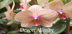 Превью orchid (700x327, 256Kb)