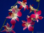 Превью Orhidea - 1 (9) (600x450, 197Kb)