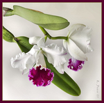 Превью Orhidea - 1 (17) (575x569, 215Kb)