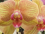 orhidei 153 (500x375, 179Kb)