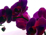  PurpleOrchid(1) (600x455, 242Kb)