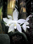  orhidei (300x400, 86Kb)