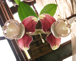 Превью photo-04-stangopeia-orhidnye (600x481, 261Kb)